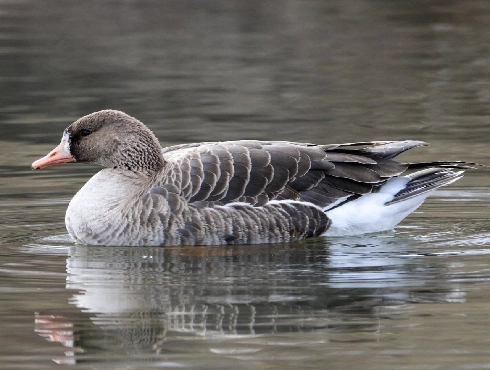 Greater White-fronted Goose Watching